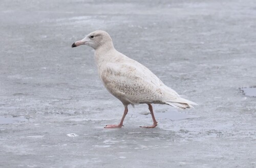 Glaucous Gull (Larus hyperboreus), photo 5