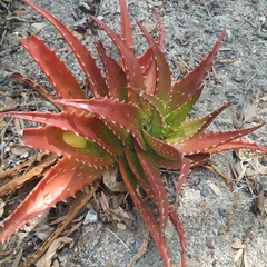 Aloe dorotheae