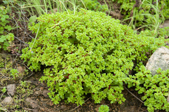 Sedum formosanum