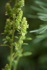 Chenopodium acuminatum virgatum