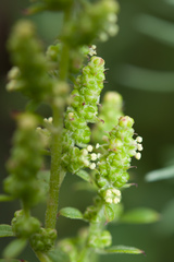 Chenopodium acuminatum virgatum