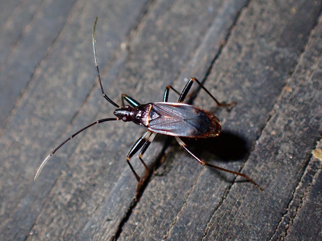 Noualhieria pieltaini