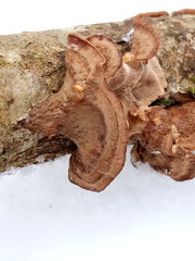Laxitextum bicolor