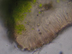 Lecania inundata