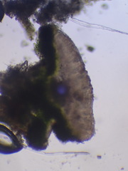 Lecania inundata