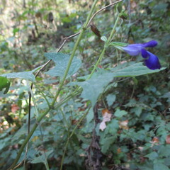 Salvia caudata, photograph (c) Ricardo Jaimes-López, some rights reserved (CC BY)