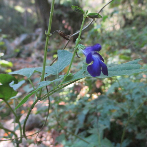 Salvia caudata, photograph 2