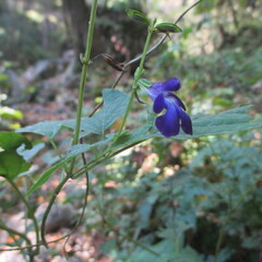 Salvia caudata, photograph (c) Ricardo Jaimes-López, some rights reserved (CC BY)