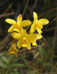Spathoglottis affinis
