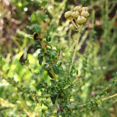 Ceanothus microphyllus