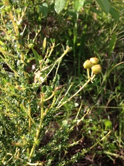 Ceanothus microphyllus