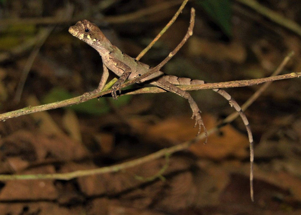 Wied's Fathead Anole