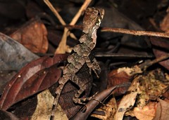 Enyalius catenatus