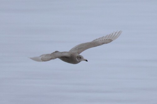 Glaucous Gull (Larus hyperboreus), photo 9