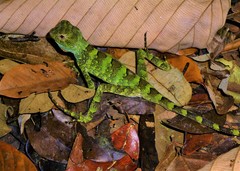 Enyalius catenatus