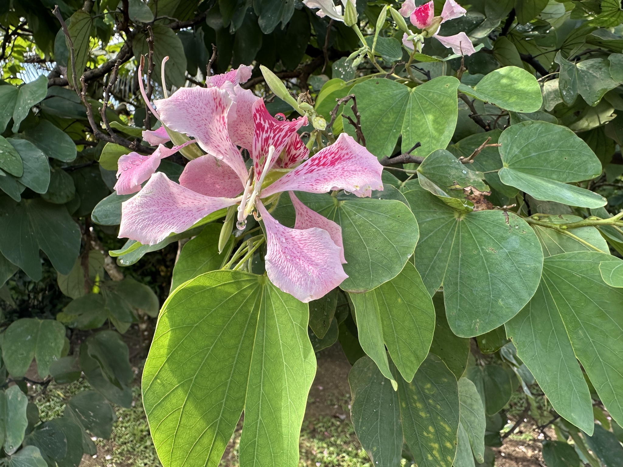 Pink orchid tree
