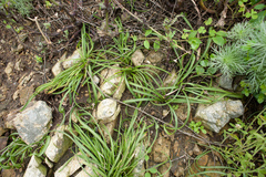 Liriope graminifolia