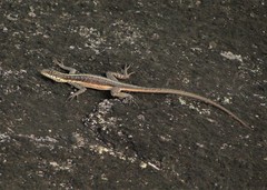 Tropidurus semitaeniatus