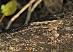Tropidurus semitaeniatus