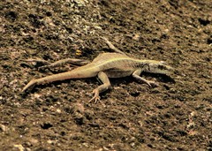 Tropidurus semitaeniatus