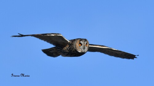 View observation of {o.common_name} on iNaturalist