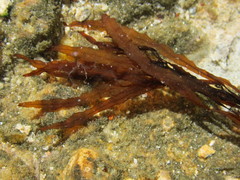 Sargassum filipendula