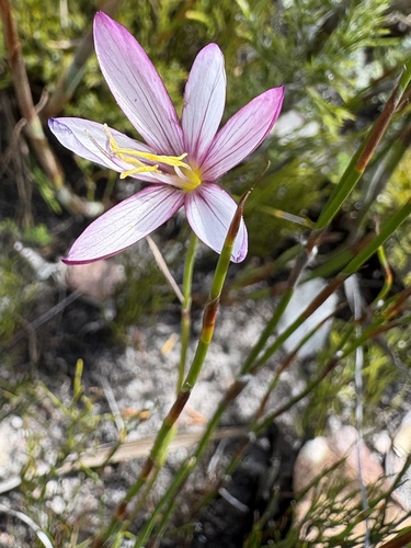 Black Satin (Geissorhiza fourcadei)