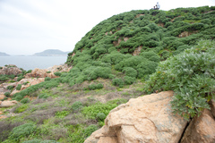 Crossostephium chinense