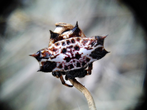 Spinybacked Orbweaver