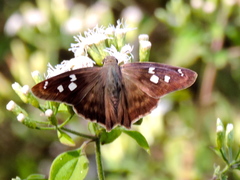 Polygonus leo arizonensis