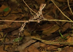 Enyalius catenatus