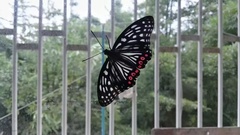 Hestina assimilis