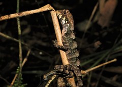 Enyalius catenatus