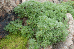 Crossostephium chinense