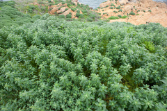 Chenopodium acuminatum virgatum