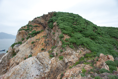 Crossostephium chinense