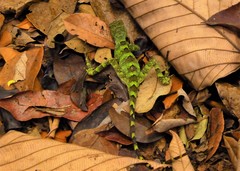 Enyalius catenatus