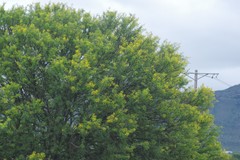 Vachellia karroo