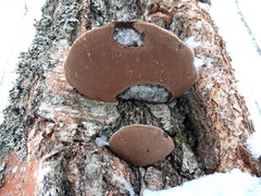 Phellinus cinereus