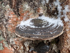 Phellinus cinereus