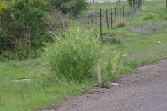 Gomphocarpus fruticosus