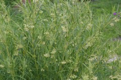 Gomphocarpus fruticosus