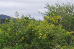 Vachellia karroo