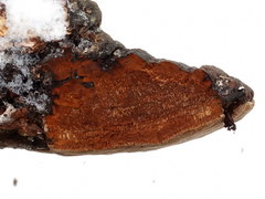 Phellinus cinereus