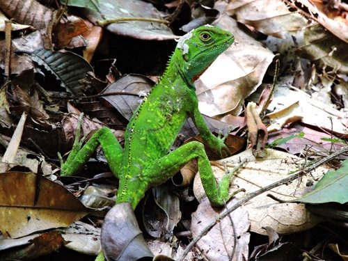 Wied's Fathead Anole