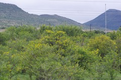 Vachellia karroo