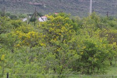 Vachellia karroo