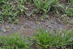 Plantago lanceolata