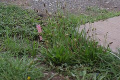 Plantago lanceolata