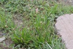 Plantago lanceolata